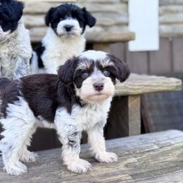 Miniature Schnauzer Puppies from Kimberly's Schnauzers