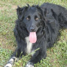 Stella - Australian Shepherd