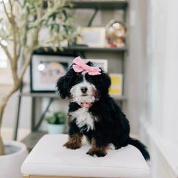 Michelle - Tri-color female Bernedoodle puppy in Murray, Utah from Sun Valley Doodles