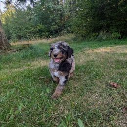 Olive - Blue merle female Aussiedoodle puppy in Yacolt, Washington from Aussiedoodles by Maggie