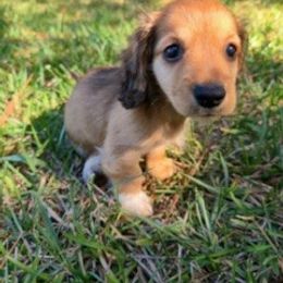 Male 4 - Red male Dachshund puppy in Brandon, Mississippi from Cane Creek Doxies
