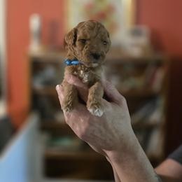 Arthur Curry - Apricot male Goldendoodle puppy in Milton, Florida from Sutton Place Doodles