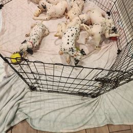 Dalmatian Puppies from America's Dalmatian Friends