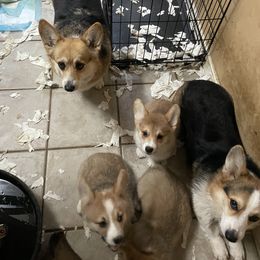 Pembroke Welsh Corgi Puppies from Music City Pembroke Corgis