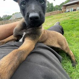 Katara - Mahogany female xDutch Shepherd puppy in Chelsea, Alabama from Alliance K9