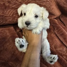 Pink - Wheaten female Miniature Schnauzer puppy in Miami, Florida from Luxe's Pups