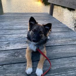 Icelandic Sheepdog Puppies from Valhalla Icelandic Sheepdogs