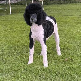 Arlo - Bernedoodle