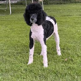 Arlo - Bernedoodle