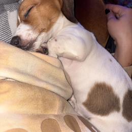 Ella - Dachshund