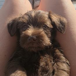 Karma - Liver female Miniature Schnauzer puppy in Fredericksburg, Virginia from Jentz Family Schnauzers