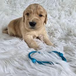 Teal - Colt - Golden male Golden Retriever puppy in Puyallup, Washington from Daffodil Valley Goldens