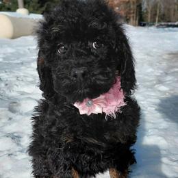 Mindy - female Goldendoodle puppy in Eau Claire, Wisconsin from Fisher River Doodle's