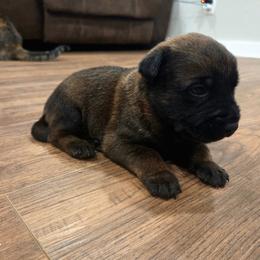 Valentino (red) - Black brindle male Dutch Shepherd puppy in Signal Mountain, Tennessee from Torgun Police Dogs