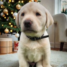 Westley - Black Collar - Yellow male Labrador Retriever puppy in Cocoa, Florida from Harrison's Lakeside Labradors LLC