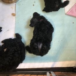 Poodle Puppies from Laminin Poodles