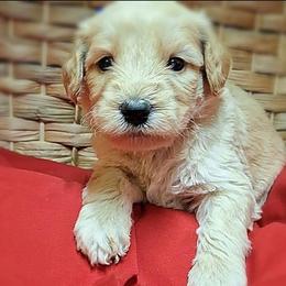 Cocoa - Apricot male Goldendoodle puppy in Hendersonville, Tennessee from Ben's Best Buddy Goldendoodles