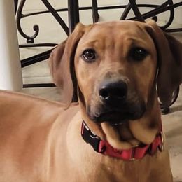 Rhodesian Ridgebacks from Delmar Ridge Kennels