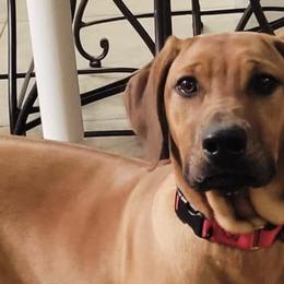 Rhodesian Ridgebacks from Delmar Ridge Kennels