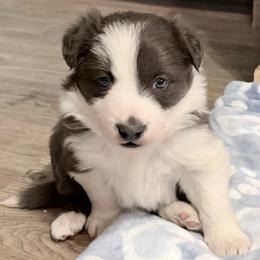 Billy - Seal male Border Collie puppy in Guffey, Colorado from Sunset Ridge