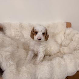 Girl 4 - Parti female Goldendoodle puppy in North Royalton, Ohio from Johnson's Doodles