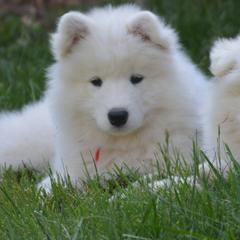 Samoyeds from Bruin Samoyeds