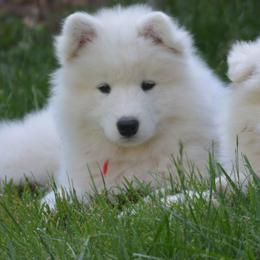Samoyeds from Bruin Samoyeds