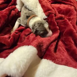 Mr Brown - Blue merle male Border Collie puppy in San Tan Valley, Arizona from Sherry's Border Collies