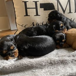 Cavalier King Charles Spaniel and Companion Cross Puppies from Bluffroads Cavaliers and Chiliers