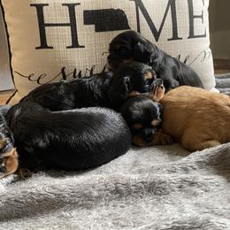 Cavalier King Charles Spaniel and Companion Cross Puppies from Bluffroads Cavaliers and Chiliers