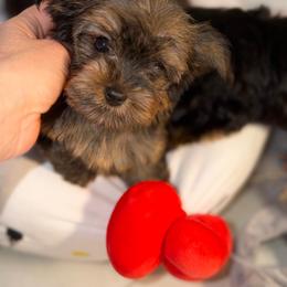 Nini - Sable female Yorkshire Terrier puppy in Fort Myers, Florida from Katherine’s Yorkies and Poodles