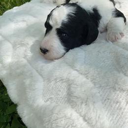 Bagel - Black and white male Sheepadoodle puppy in Columbia, Tennessee from Primrose Cottage Puppies