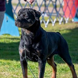 Aero - Rottweiler