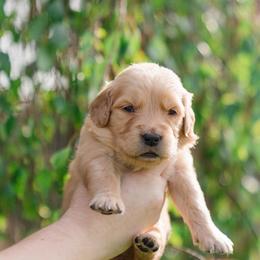 Bea ( Bae-uh)  ( Dark Purple ) - Dark golden female Golden Retriever puppy in Oregon from A Goldens First Love