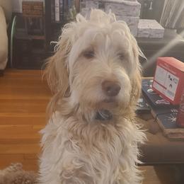 Luna - Goldendoodle