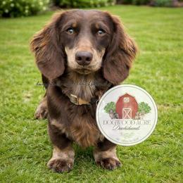Grizz - Dachshund