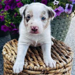 Boy 1 - blue collar - red merle - Red merle male Border Collie puppy in Minden, Iowa from Rocking N Registered Border Collies & Labradors