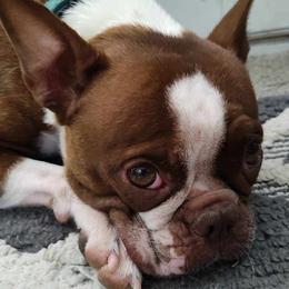 Ruby - Boston Terrier