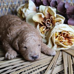 Girl 3 - Red  female Goldendoodle puppy in Belgreen, Alabama from Scott’s Farm Poodles and Doodles