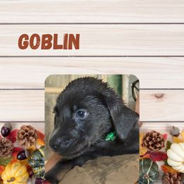 Goblin - Charcoal male Dilute Retriever puppy in Somerset, Pennsylvania from Chickentown Labradors