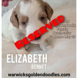 Elizabeth- peach - Parti female Goldendoodle puppy in Fort Worth, Texas from Stacy Warwick