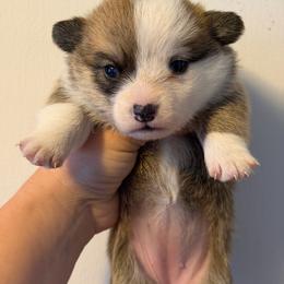 Girl 1 - Red female Pembroke Welsh Corgi puppy in Helmville, Montana from Calie’s Corgis