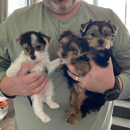 Yorkshire Terrier Puppies from Stoneroad's Yorkies