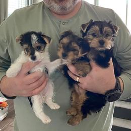 Yorkshire Terrier Puppies from Stoneroad's Yorkies
