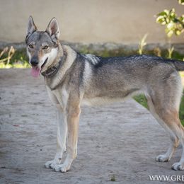 Czechoslovakian Vlcak All Grown Up from Greyfarer Czechoslovakian Vlcak