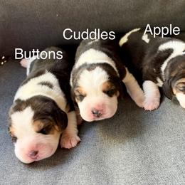 Cuddles - Black white and tan female Beagle puppy in Monticello, Georgia from Beaglelove