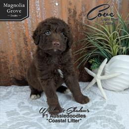 Cove - Light Blue - Brown and white male Aussiedoodle puppy in Oxford, Alabama from Magnolia Grove Doodles