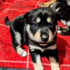Black Boy - Arvo - Black and tan male Lapponian Herder puppy in Prattsburgh, New York from Maalattu Koirankoppi Lapponian Herders