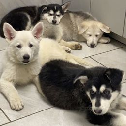 German Shepherds from Von Neu Und Stark