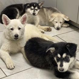 German Shepherds from Von Neu Und Stark